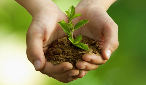 Mains qui tiennent de la terre et une plante